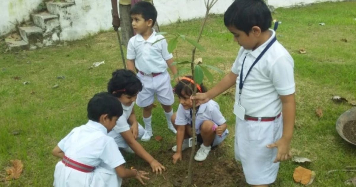 Tree Plantation 2019